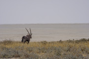 Oryxantilope vor der Etosha Pfanne