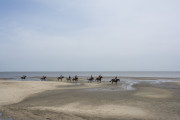 das Wattenmeer mit Pferden