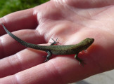 der Enning-Alm Salamander